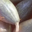 천연산야초농장 이미지