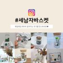 마리모 이미지