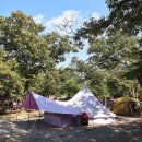 초평밤나무 이미지