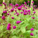 10월 25일의 꽃은 '천일홍 (Common globe-amaranth)' 이미지