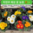 천국나무농원 | [의정부꽃집] 개업 화분부터 다양한 식물까지 ❗️의정부꽃시장 “해성 꽃 농원” 방문후기 🪴