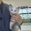 미유펫 강아지고양이 구미점 이미지