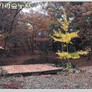 보은대추아리숲농원