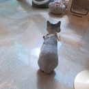 고양이 미용 미오 이미지