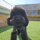 멍멍아 산책가자 | 🐩멍멍아 학교가자 알파시티점 ✨후추 호텔링/유치원 내돈내산 후기!✨