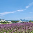 순천만힐링 이미지