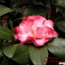 Camellia japonica(분홍겹동백모음) 이미지