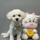 똘똘하개 네이버블로그