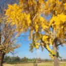 인생역전 찹쌀핫도그 임진각점 | 24.11.03 [임진각] 평화누리공원에서 원터치텐트치고 여유로운 휴일 즐기기