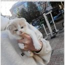 부천강아지분양 고양이분양 24시 데려가개 부천점 이미지
