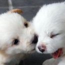 예쁜강아지 이미지