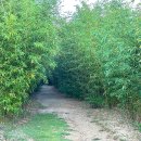 대나무공원 화장실 이미지