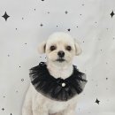 멍보드레 이미지