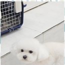 몽이 애견샵 이미지