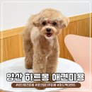 애지중지애견카페 | [양산]하트몽 | 꼬질이에서 인형으로 변신! 예민한 민찌도 배 까고 애교 부리는 '하트몽' 정착 후기