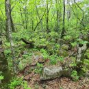 곰배령이야 이미지