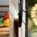 고려수제약 이미지