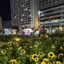 [부산/광안리] 밤에 더 예쁜 광안리 해바라기밭 후기 | 민락해변공원 여름 포토존
