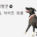 밍키애견 이미지