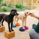 우리 강아지 이미지