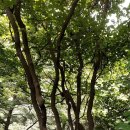 8월11일(화)천마산계곡숲길 이미지