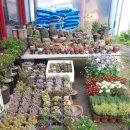 계림꽃농원 이미지