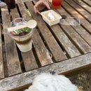 출출한강아지 이미지