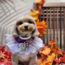 애견미용 이미지