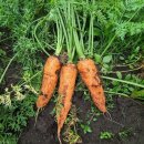 당근수퍼 이미지