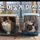 고양이 유투버들한테 고양이 유기하는w지투더 랄랄라 진짜 인류애 파사삭 이미지