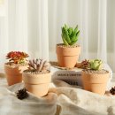 반려식물 다육토분 이미지