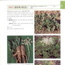 뿌리#