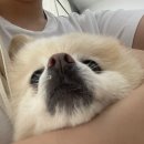 신대방동물메디컬 이미지