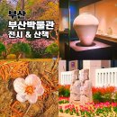 11545-09-63-06 | 부산박물관 무료 전시 관람하고 봄꽃 산책 다녀온 후기