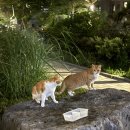 라라상사 | 비비드라라러브 -❤