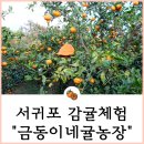 제주도 서귀포감귤체험 금동이네귤농장 방문후기