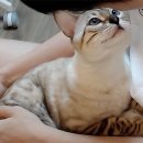 나나푸드 네이버블로그