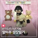 펫실장 광장점 | [블랙 말티푸 성견 성장과정] 몸무게 및 성격 변화 총정리