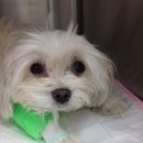 킴리동물병원 이미지