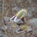 버들강아지 이미지