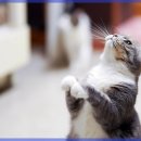 숲 동물의료센터 이미지