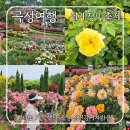 제16회 8090 락 페스티벌 | 곡성세계장미축제 다녀왔어요! 장미꽃 가득했던 곡성 섬진강기차마을 후기