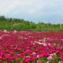 영천 작약꽃 축제 이미지