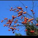 향촌민박 | “충남 아산 여행지 추천, 외암리 민속마을”