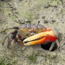 농게 (황발이, Fiddler crab) 이미지