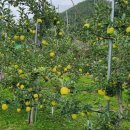 능금농장2 이미지