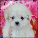 드림독 강아지분양 안심분양센터 인천점 이미지