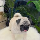 문 아트공예협회 | 강아지 인형 주문제작 퍼그 아트돌 실제사이즈 토미 완성 후기