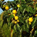 반시홍시 이미지