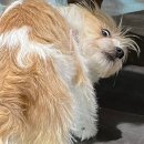 더블유카페앤드연어로만 | 크리스마스 낭만은 무주 스키장에서🎄